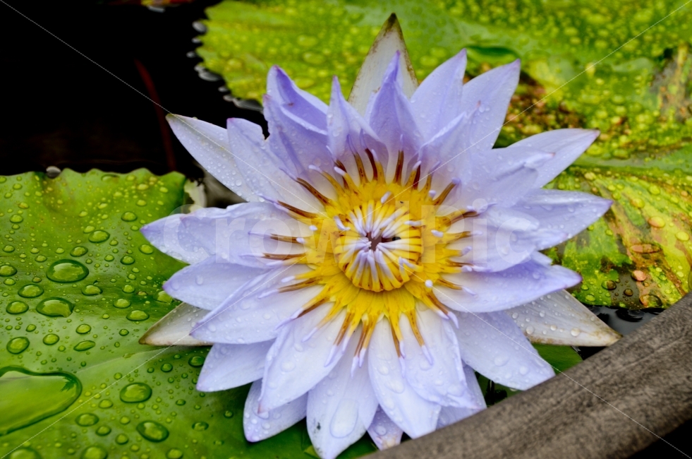 연꽃,파랑,비,이슬,푸르름,식물,자연,plants,nature,꽃,flower