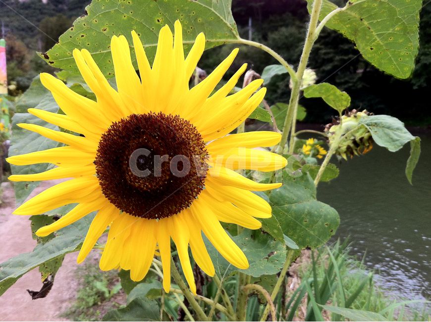 해바라기,sunflower,일편단심,기다림,사랑,여름,여름꽃,숭배,자연,식물,식물,자연,plants,nature,꽃,flower
