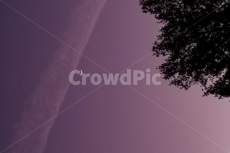 나무,달,보라빛,새벽,감성,미국,하늘,느낌,초승달,손톱달,구름,sky,tree,purple,cloud,moon,dawn,자연,nature,landscape,풍경