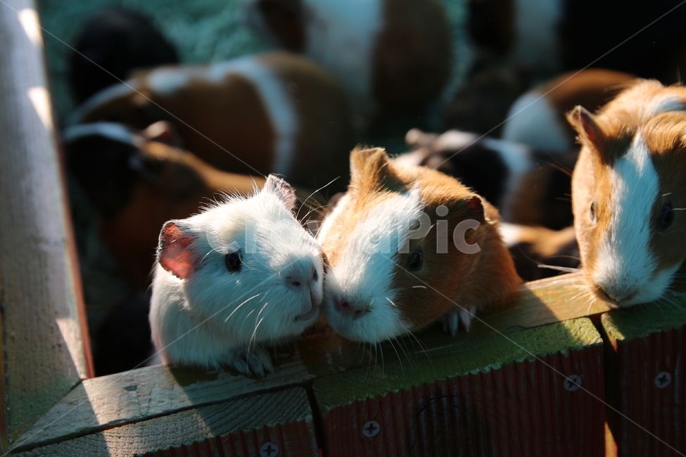 animal couple,guinea pig,mouse,squirrel,couple,Guinea,animal,Zoo,pet