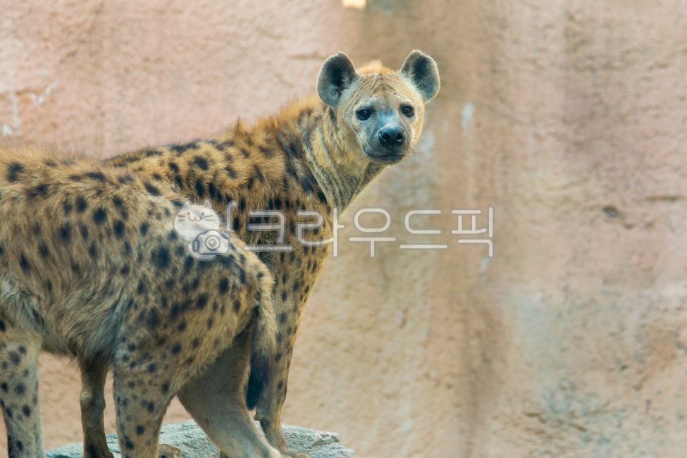 animal,동물,wildlife,야생동물,하이에나