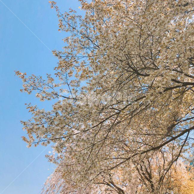 벚꽃,벚꽃나무,벚나무,cherryblossoms,나무,하늘,tree,sky,blossoms