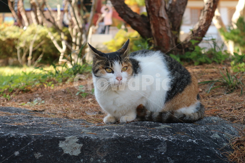 길고암이,고양이,삼색이,cat,길냥이,동물,animal,포유류,mammal,고양이,cat,kitten,kitty