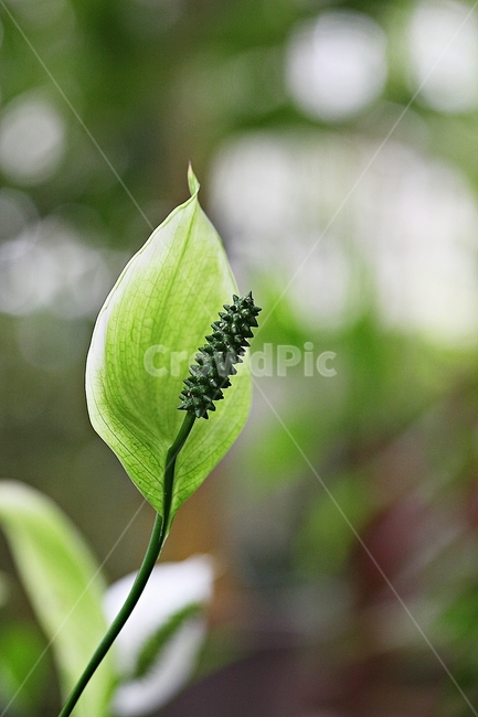 스파티필름,꽃,잎,식물원,식물,자연,공원,꽃씨,씨,식물,자연,plants,nature