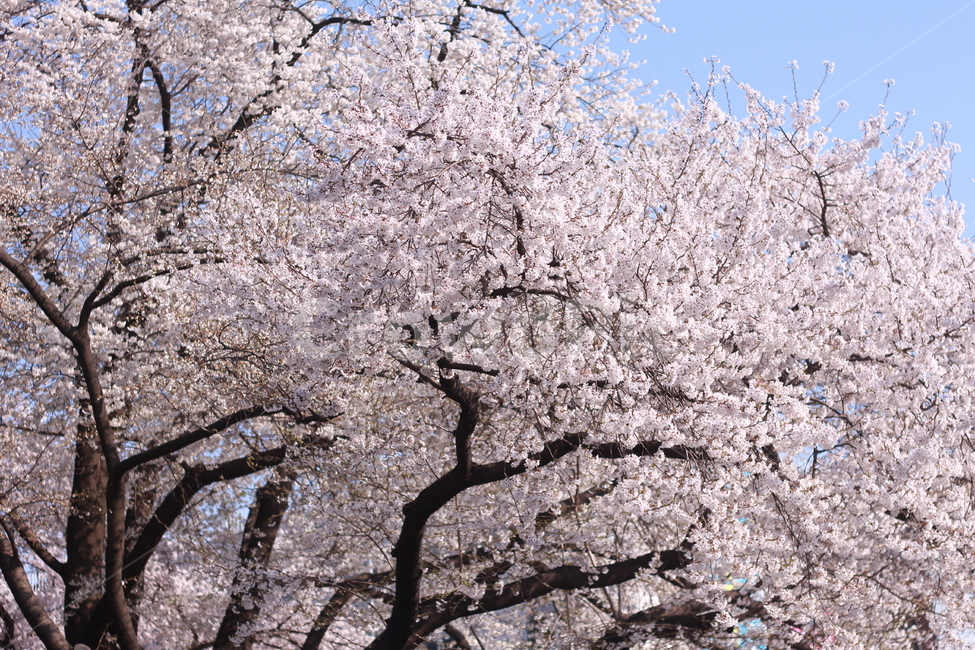 꽃,봄꽃,식물,flower,plants,봄,계절,spring,season,식물,자연,plants,nature,꽃,flower,plant,blossom