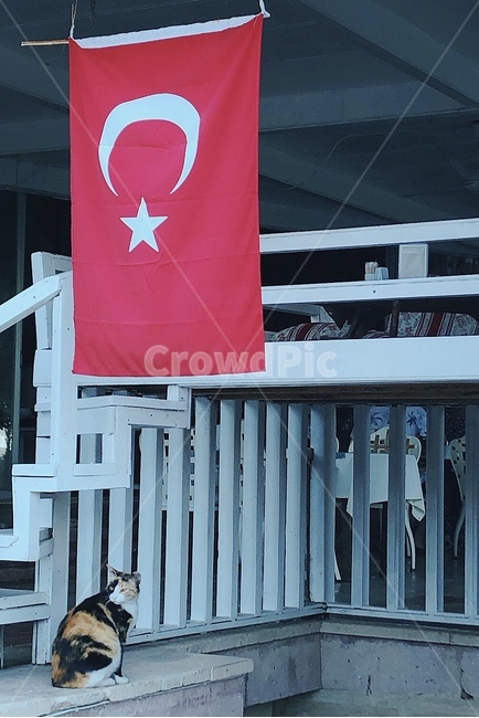 터키,터키국기,고양이,길고양이,삼색고양이