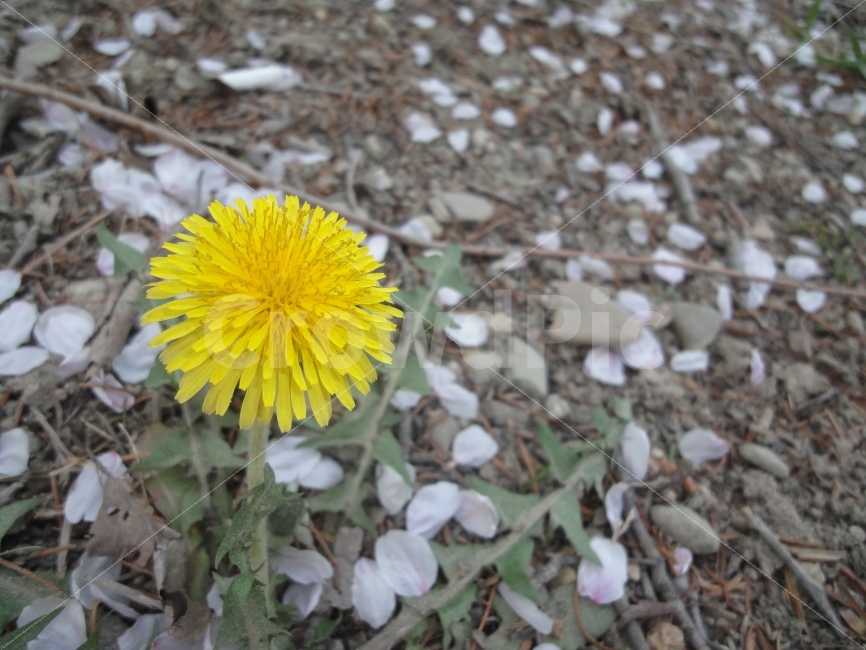 봄,spring,민들레,봄꽃,플라워,flower,감성사진,봄이오는소리,식물,자연,plants,nature,꽃,flower