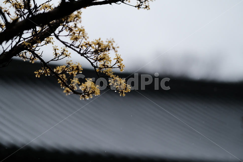 봄,꽃,벚꽃,spring,flower,봄꽃,rainyday,식물,plant,봄,계절,spring,season,flare,플레어,light,빛