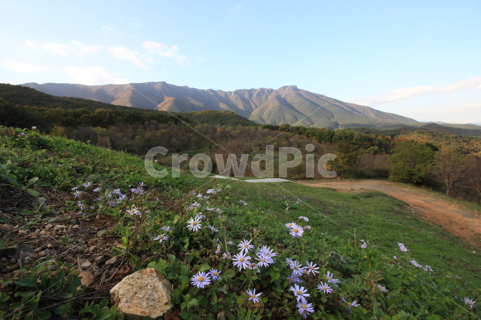 nature,자연,outdoors,옥외,꽃,산,하늘,맑음,상쾌,sky,mountain,flower,hill,언덕,흙길,자연,풍경,nature,landscape