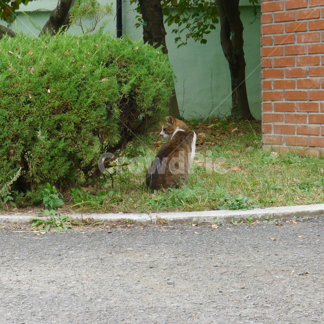 고양이,풀숲고양이,고양이한마리,고양이옆모습,갈색고양이,동물,animal,포유류,mammal,고양이,cat,kitten,kitty