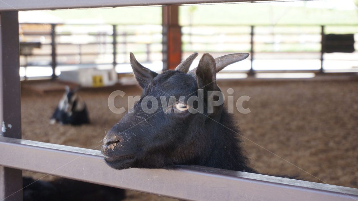 동물,animal,염소,goat,눈빛,가축,바라봄,순수,동물원,동물,animal,포유류,mammal