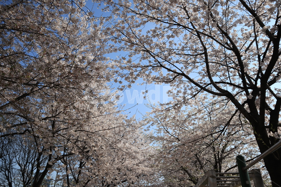 plant,식물,flower,꽃,벚꽃,봄,blossom,길,꽃길,봄,계절,spring,season,식물,자연,plants,nature,꽃,flower,나무,trees,wood