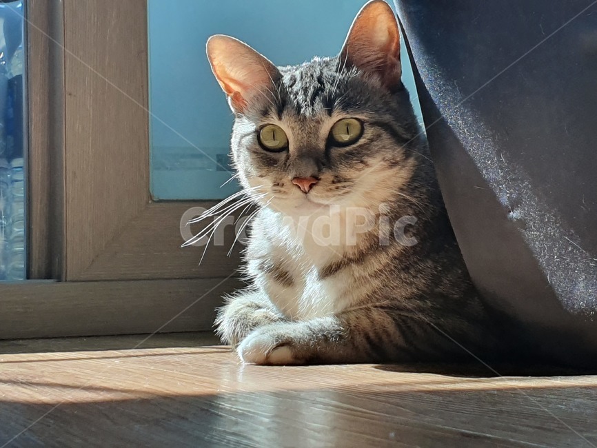 고양이,cat,집냥이,반려동물,길냥이,코리안숏헤어,코숏,고양이얼굴