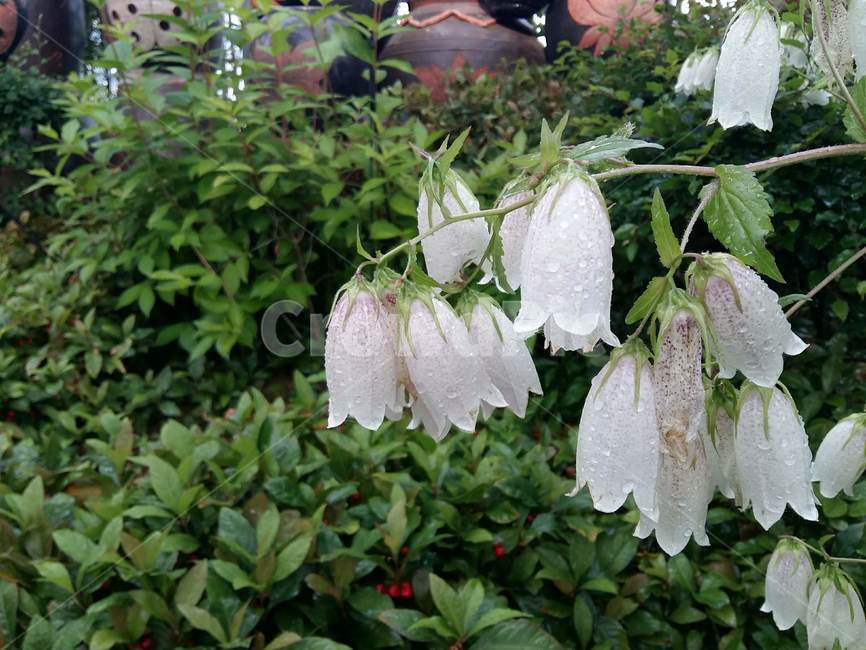 초롱꽃,꽃잎,힐링,자연,계절,아름다움,nature,꽃향기,봉수산자연휴양림,식물원,흰색,식물,plant,꽃,flower