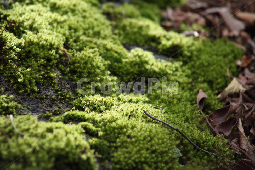 초록,이끼,식물,선태식물,moss,가을,계절,fall,autumn,season,식물,자연,plants,nature,plant