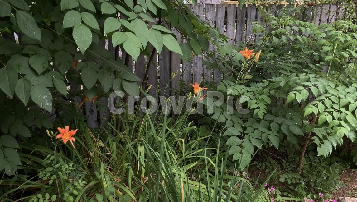 식물,초록식물,정원,비오는날,주황색꽃,garden,여름식물,싱그러움,초록색,자연