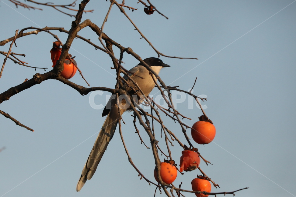 홍시,감,나무,열매,새,가을,계절,fall,autumn,season,동물,animal,조류,새,birds,과일,열매,fruit