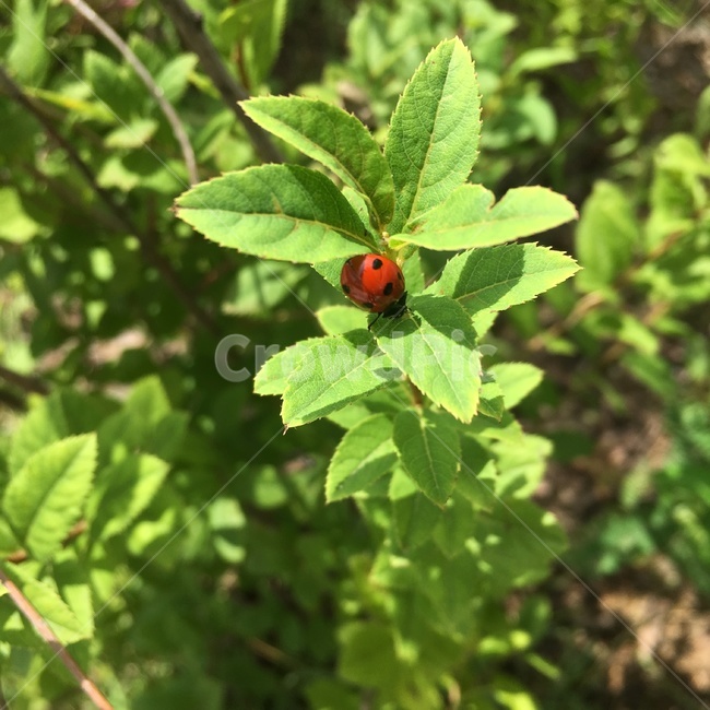 잎,leaf,식물,plant,무당벌레,곤충,식물,자연,plants,nature,곤충,벌레,insect,bug
