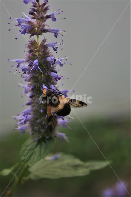 어리대모꽃등에,파리목,꽃등에과,곤충,생물,자연,식물,자연,plants,nature,꽃,flower,동물,animal,곤충,벌레,insect,bug