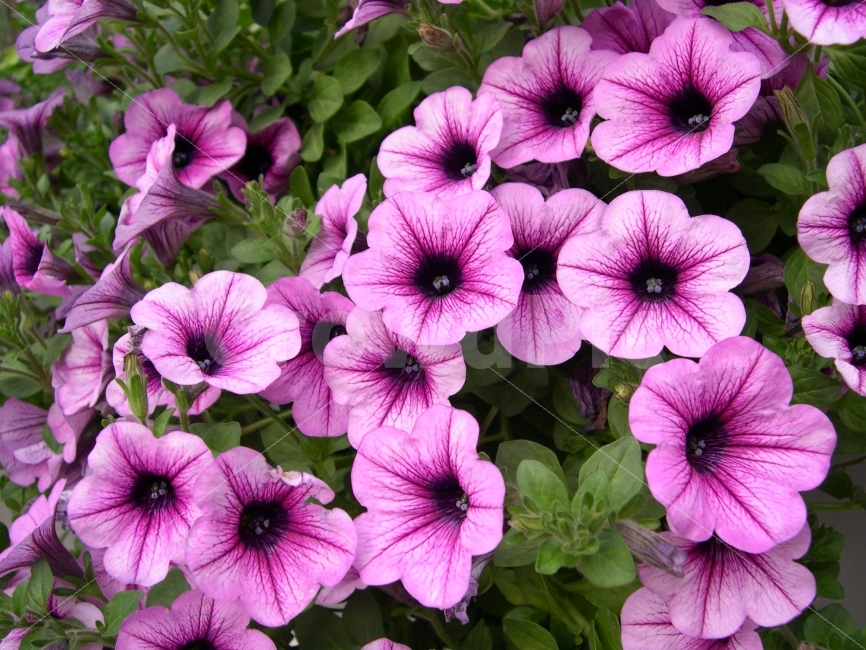 꽃,식물,플라워,flower,야생화,식물,자연,plants,nature,꽃,flower