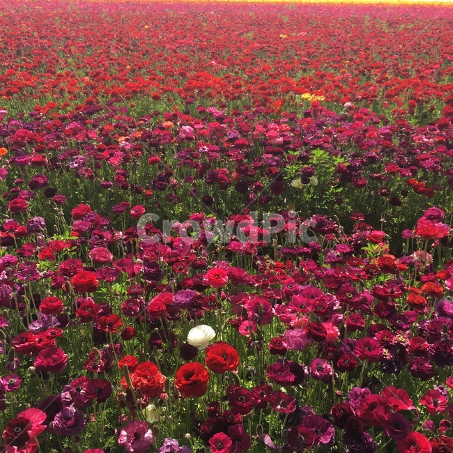 꽃,봄,예쁜꽃,꽃밭,핑크