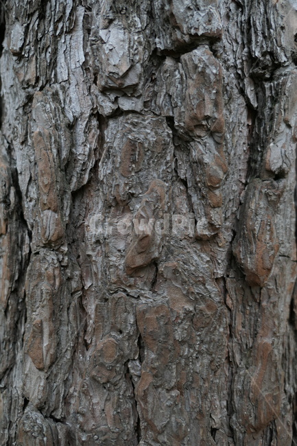 나무,질감,재질,tree,texture,나무,trees,wood