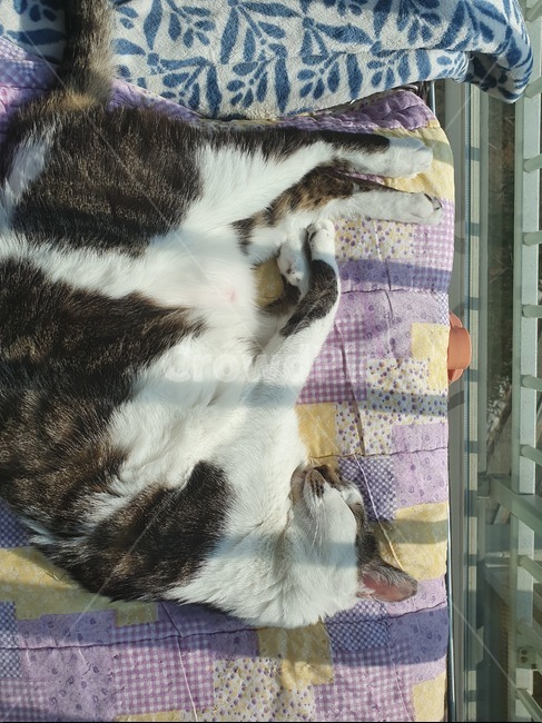고양이,낮잠,휴식,cat,반려묘,광합성,animal,포유류,mammal,pet,애완동물
