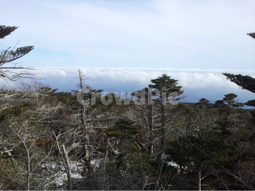 한라산,산,풍경,구룸,나무,겨울,계절,winter,season,자연,풍경,nature,landscape,tree,plant,식물,fir,전나무