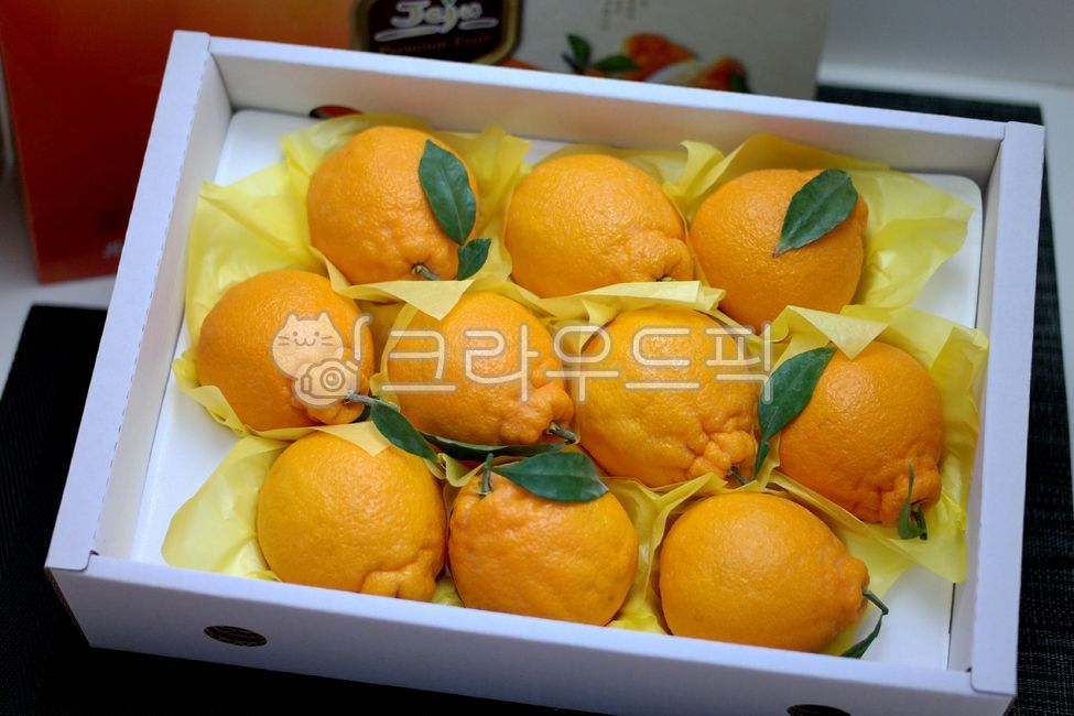 한라봉,감귤,귤,오렌지,노랑색,새콤,겨울,과일,음식,열매,hanrabong,mandarin,tangerine,yellow,food,season,farm,indoor,winter,fruit