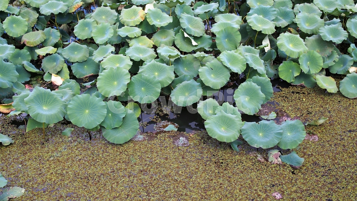 연잎,잎사귀,식물,연못,여름,초록색,자연,정원,연꽃,불교상징,leaves,green,풍경,식물,자연,plants,nature