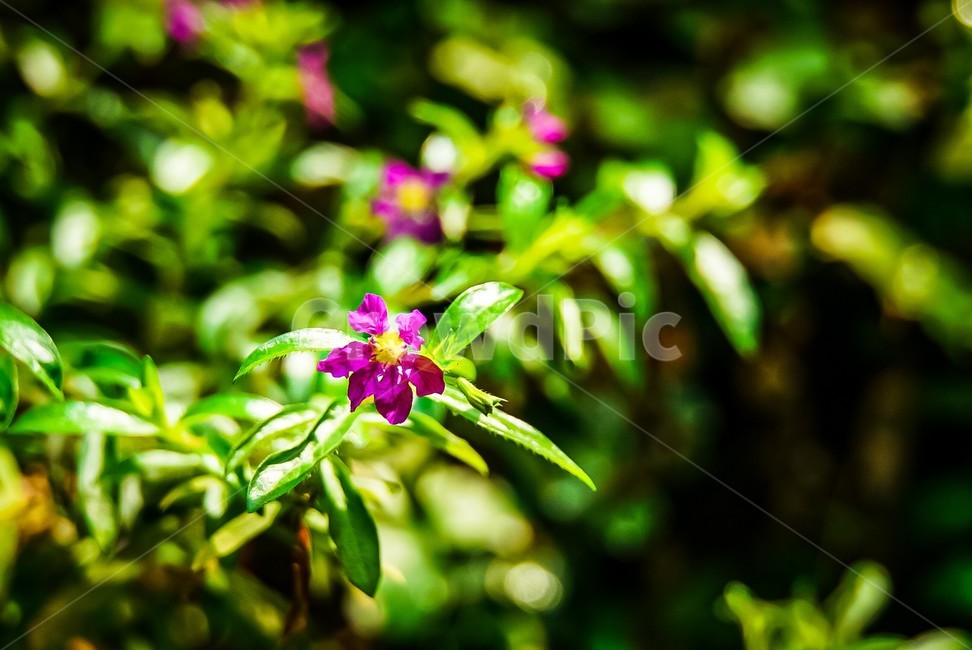 plant,식물,꽃,flower,bloom,쿠페아,봄,계절,초록,보라꽃,green,purpleplant,purple,cuphea,purpleflower,spring