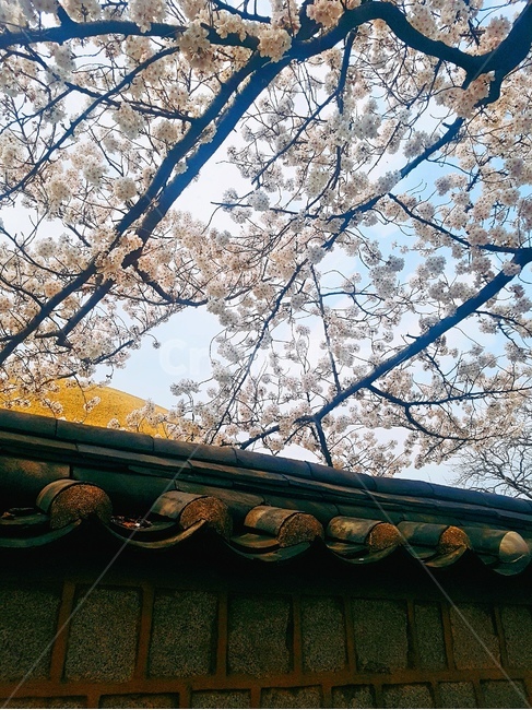 봄,벚꽃,경주,기와,대릉원,돌담길,spring,flower