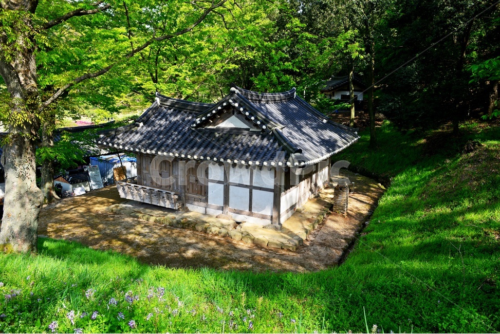 전북,고창,고창읍성,모양성,봄,봄꽃,계절,outdoors,옥외,nature,자연,plant,식물,blossom,flower,꽃