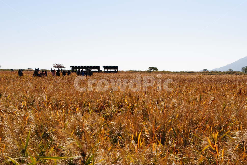갈대,하늘,가을풍경,산,sky,순천,순천만습지,가을,계절,fall,autumn,season,사람들,대중,군중,other people,crowd