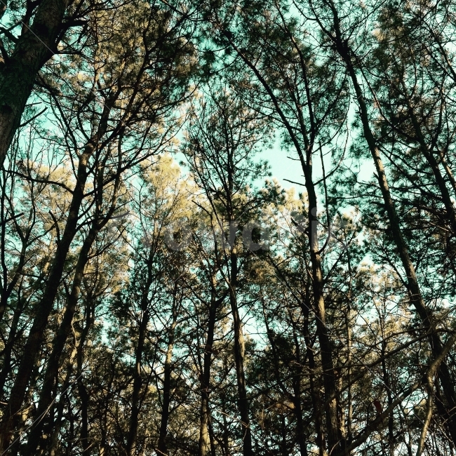 나무,숲,푸른,이국적인,tree,forest,하늘색,sky,자연,풍경,nature,landscape,plant,식물