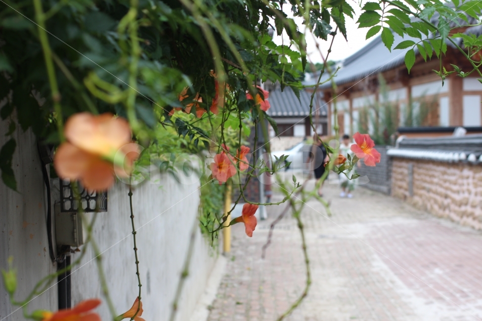 전주한옥마을,골목,한옥,꽃,능소화,도시,풍경,city,landscape,한국도시풍경,한국도시경관,korea cityscape,한국전통,한국문화,korean traditional,korean culture,식물,자연,plants,nature,꽃,flower,leaf,잎,plant,flagstone,판석