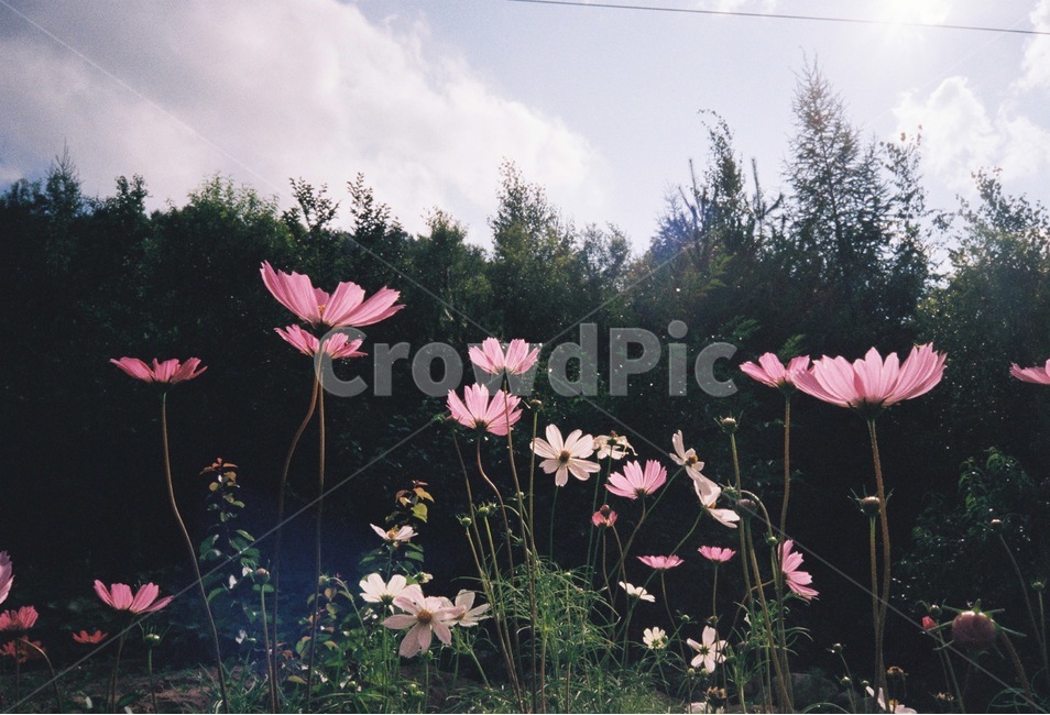 가을,코스모스,꽃,필름사진,식물,plant,식물,자연,plants,nature,꽃,flower