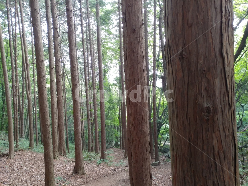 편백,편백숲,숲,식물,편백나무,측백나무과,구과목,상록침엽교목,chamaecyparisobtusa,자연,풍경,nature,landscape,tree,나무,plant,tree trunk,나무 줄기
