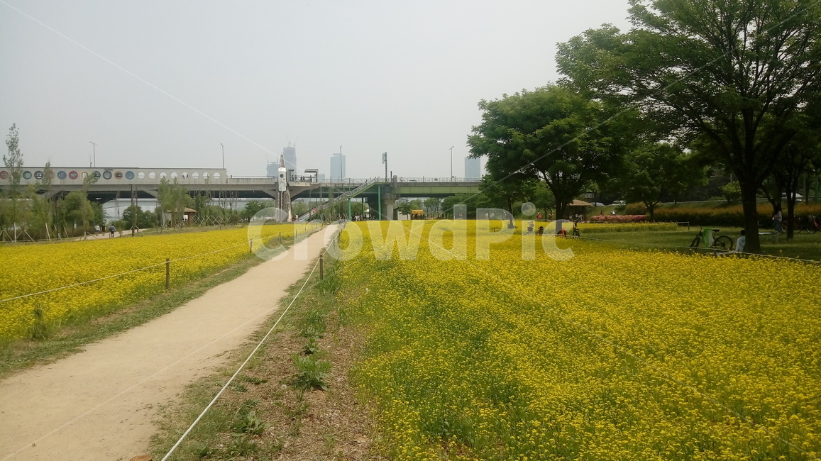 유채,유채꽃,노랑,봄,벌판,자연,풍경,nature,landscape,식물,plants,꽃,flower