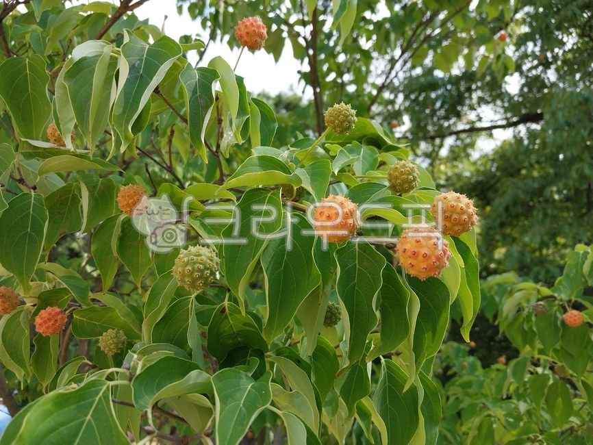 tree,dogwood,dogwood fruit,cornuskousa,koreandogwood,dogwoodtree,background