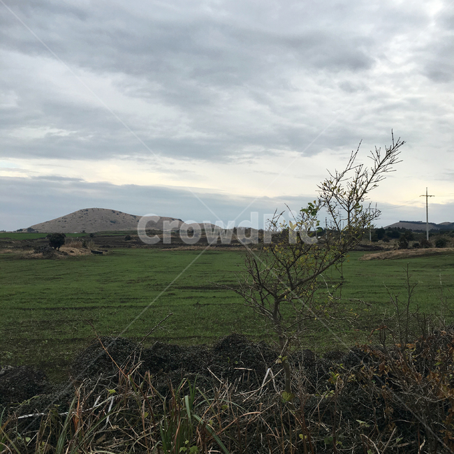 벌판,풍경,해질녘,자연,경치,나무,나뭇가지,제주,jejuisland,landscape,자연,풍경,nature,landscape,outdoors,옥외,grass,잔디,plant,식물
