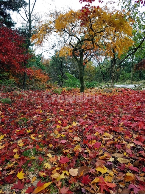 단풍,가을,풍경,빨강,맑음,자연,가을,계절,fall,autumn,season,식물,자연,plants,nature,나무,trees,wood,leaf,잎,plant,tree,maple