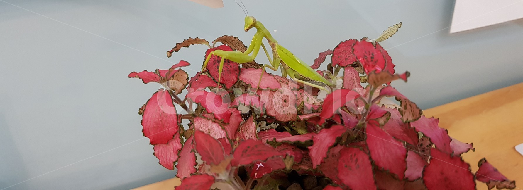 화분,사마귀,곤충,콜라보,공생,곤충,벌레,insect,bug