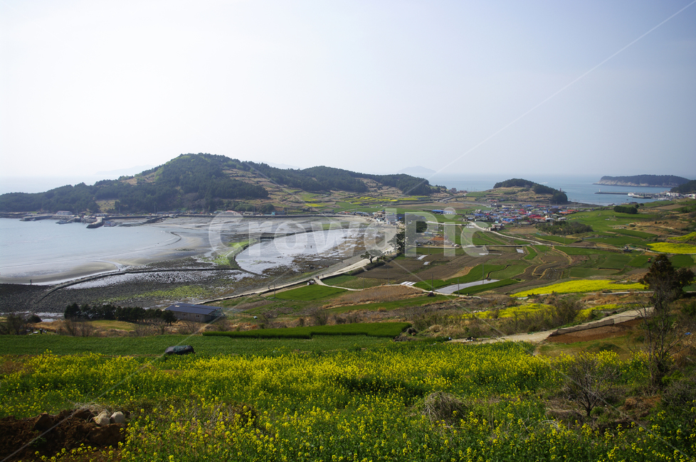 유채꽃,꽃밭,꽃,flower,계절,봄,spring,하늘,구름,마을,산,밭,시골,청산도,섬,바다,풍경,봄,계절,spring,season,시골,마을,풍경,landscape,country,rural,town,nature,자연,grassland,목초지,outdoors,옥외,field,들