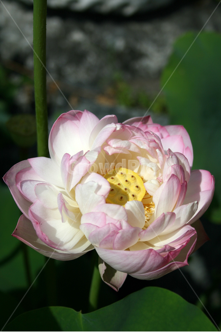 연꽃,연잎,식물,flower,plants,nature,꽃,꽃봉오리,연못,식물,자연,plants,nature,꽃,flower