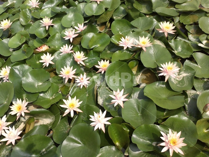 연꽃,연실,수생식물,indianlotus,다년생초본,수련과,쌍떡잎식물