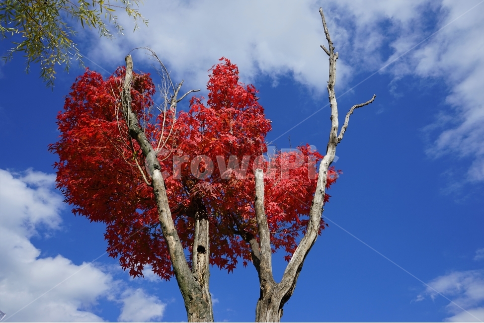 가을,단풍,단풍나무,화려함,가을풍경,autumn,fall,autumnleaves,plant,nature,계절,나무,븕은색,maple,red,season,colorful,느낌,감성,trees,branches,울긋불긋,자연단풍나무,하늘,파랑,구름,자연,풍경,빨강,tree,cloud,blue,cool,clean,가을,계절,fall,autumn,season,식물,자연,plants,nature,나무,trees,wood,leaf,잎