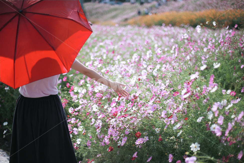 코스모스,여자,꽃놀이,가을,손,식물,자연,plants,nature,꽃,flower,사람,인물,인간,human,person,여성,여자,woman,female,lady