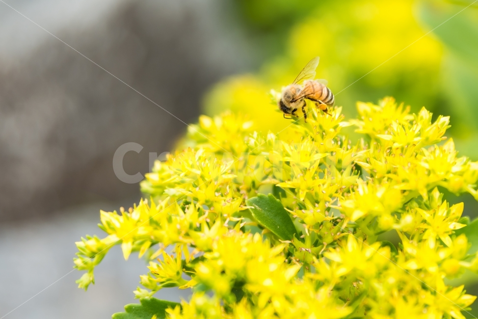 노랑,노란꽃,들꽃,꽃,꿀벌,벌,노랑색,풀,식물,자연,날개,곤충,green,background,yellow,garden,bee,flower,nature,plant,정원,농장,화단,식물,자연,plants,nature,꽃,flower,동물,animal,곤충,벌레,insect,bug