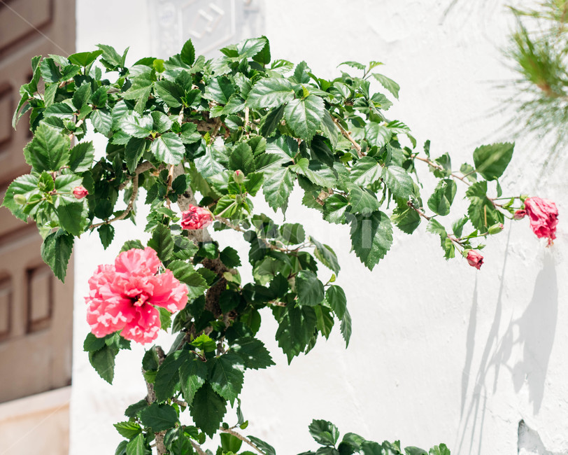 꽃,식물,나뭇잎,분홍꽃,햇빛,식물,자연,plants,nature,꽃,flower